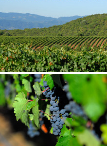 vineyard_1_sm